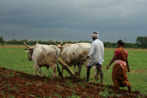 kisan